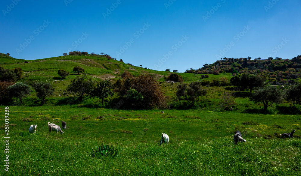 Mountain goats in a water meadow on the Mediterranean coast on the island of Cyprus.