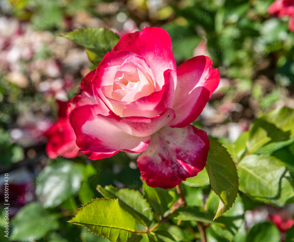 Pink
rose Pink
rose