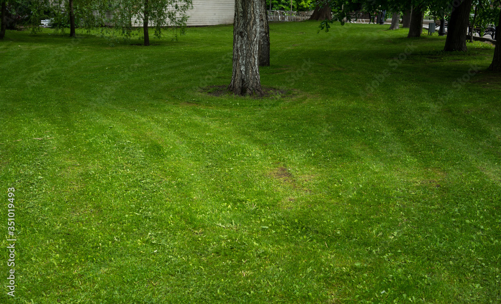 Obraz premium Freshly cut green lawn grass in a city Park on a bright Sunny day.