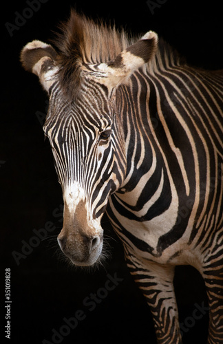 zebra on a black background