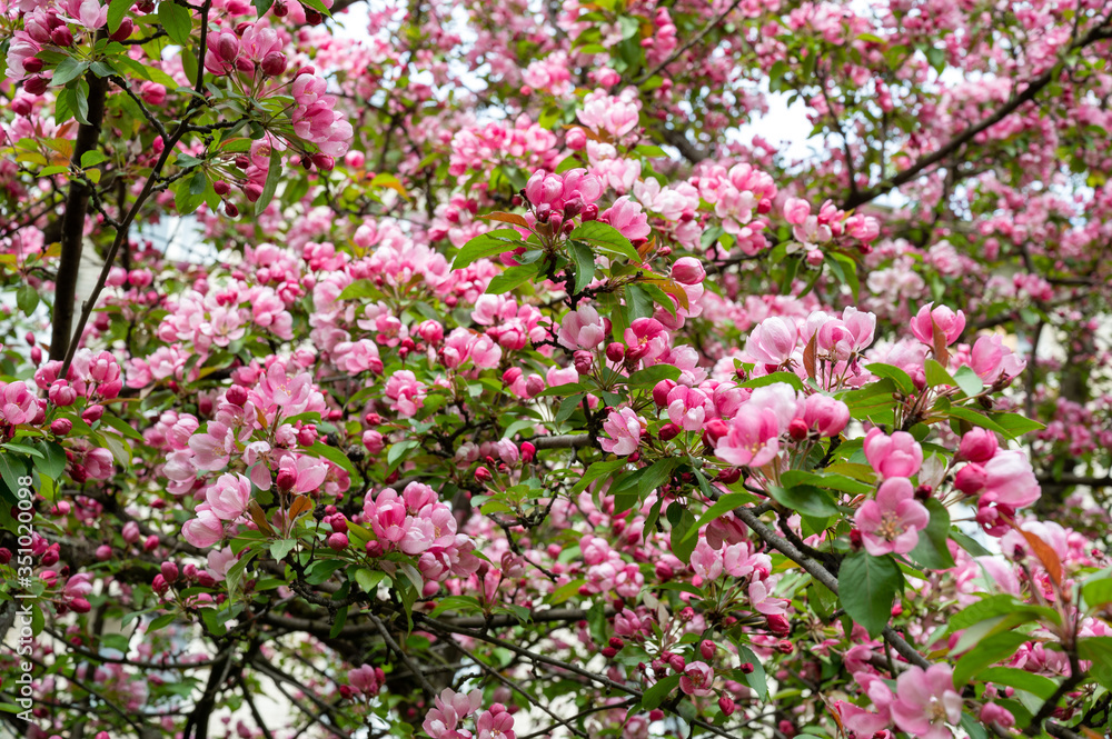 Blooming Apple Tree (lat. Malus), Reutov, Moscow region, Russian Federation, May 16, 2020 Blooming Apple Tree (lat. Malus), Reutov, Moscow region, Russian Federation, May 16, 2020