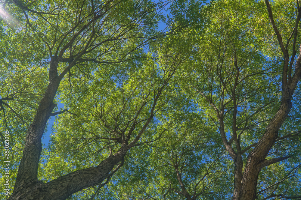 Crowns and trunks against the blue sky and white clouds. A view to the top.