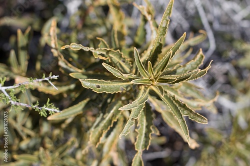 Fragrant foliage of Hairy Yerba Santa, Eriodictyon Trichocalyx, Boraginaceae, native perennial plant, Pioneertown Mountains Preserve, Southern Mojave Desert, Springtime. photo