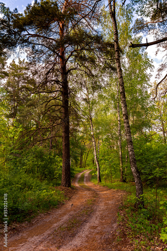 Naklejka premium beautiful forest road