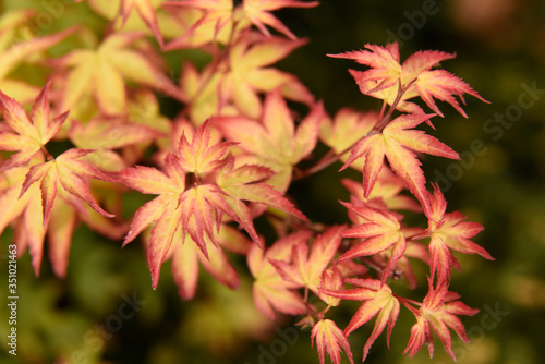 Persian Ironwood