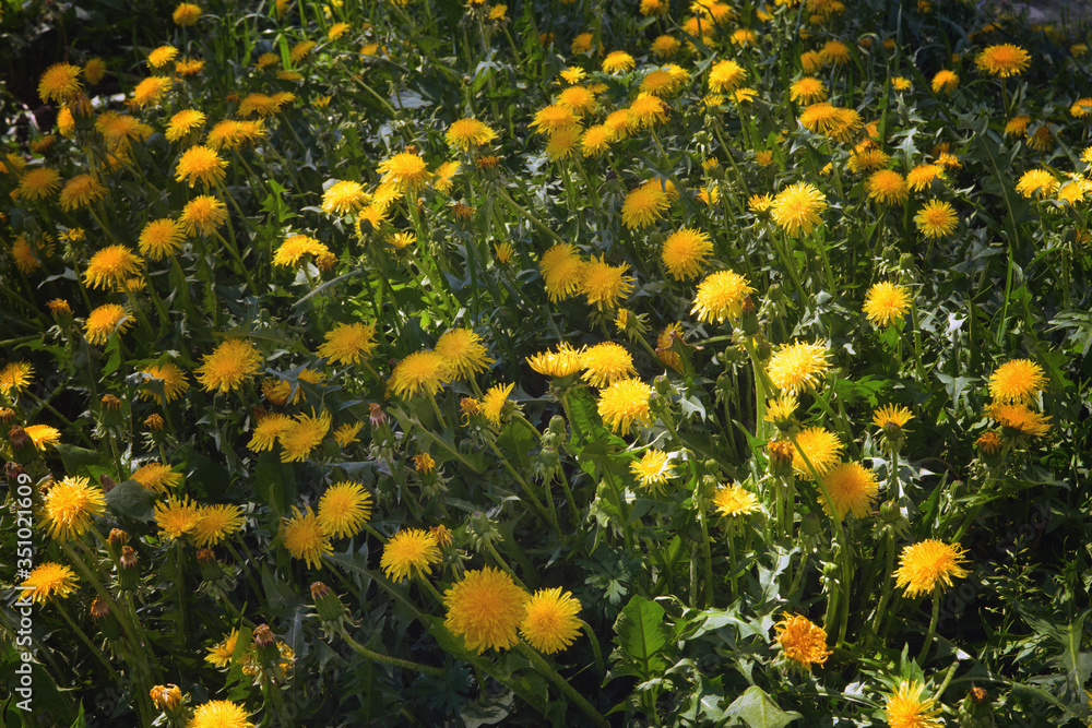 Obraz premium Yellow dandelions on a background of green grass spring background.