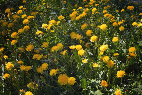 Yellow dandelions on a background of green grass spring background.