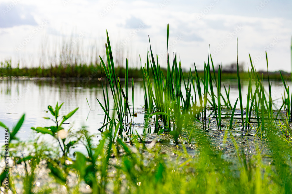 Obraz premium Green sedge grows