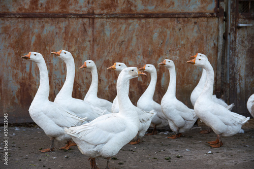 Fototapet several white geese