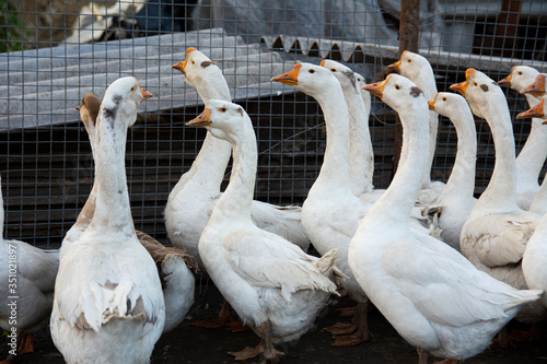 Fototapeta several white geese