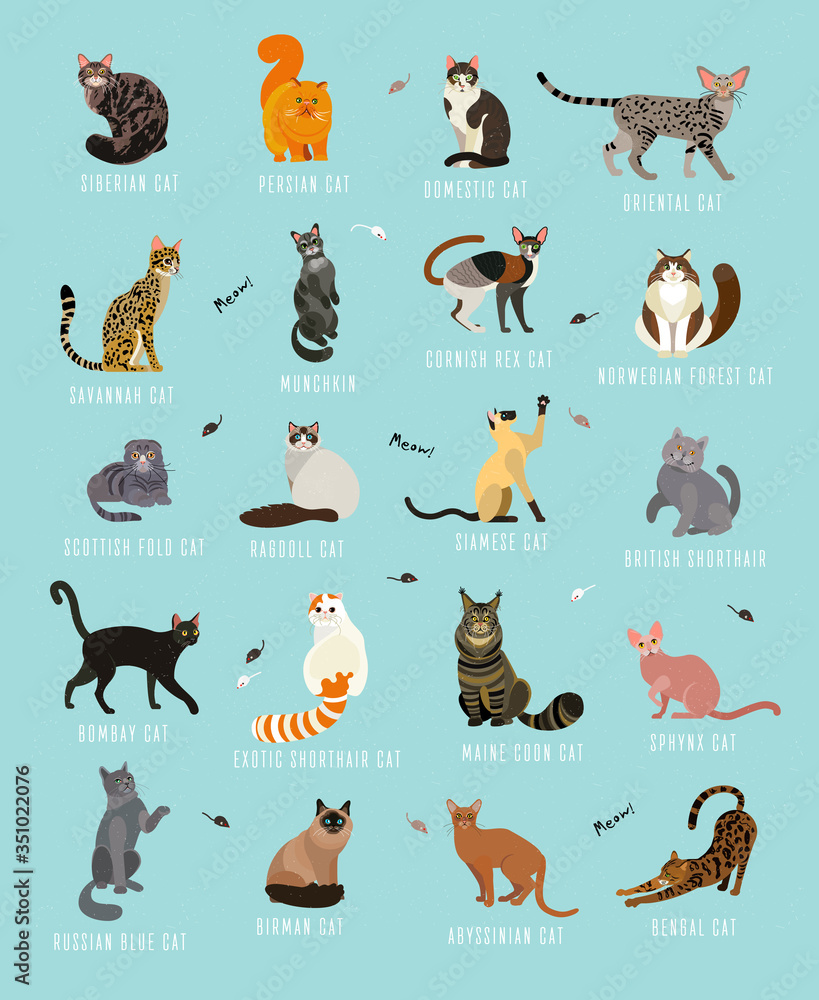 Cat breeds poster in English.Cats of the World. Cat Breeds Collection