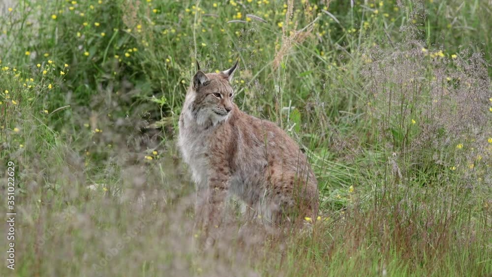lynx animal sitting in grassland watching alerted turn head lynx animal sitting in grassland watching alerted turn head
