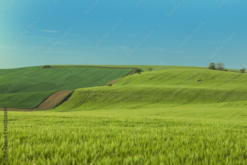 Naklejka premium Beautiful green field that ripples and the sun shines on them.