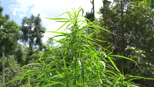 The man s hand is holding Mature Marijuana Plant with Bud and Leaves. Texture of Marijuana Plants at Outdoor Cannabis Farm. Cannabis Plants Growing Indoor with Big Marijuana Buds of Thailand.