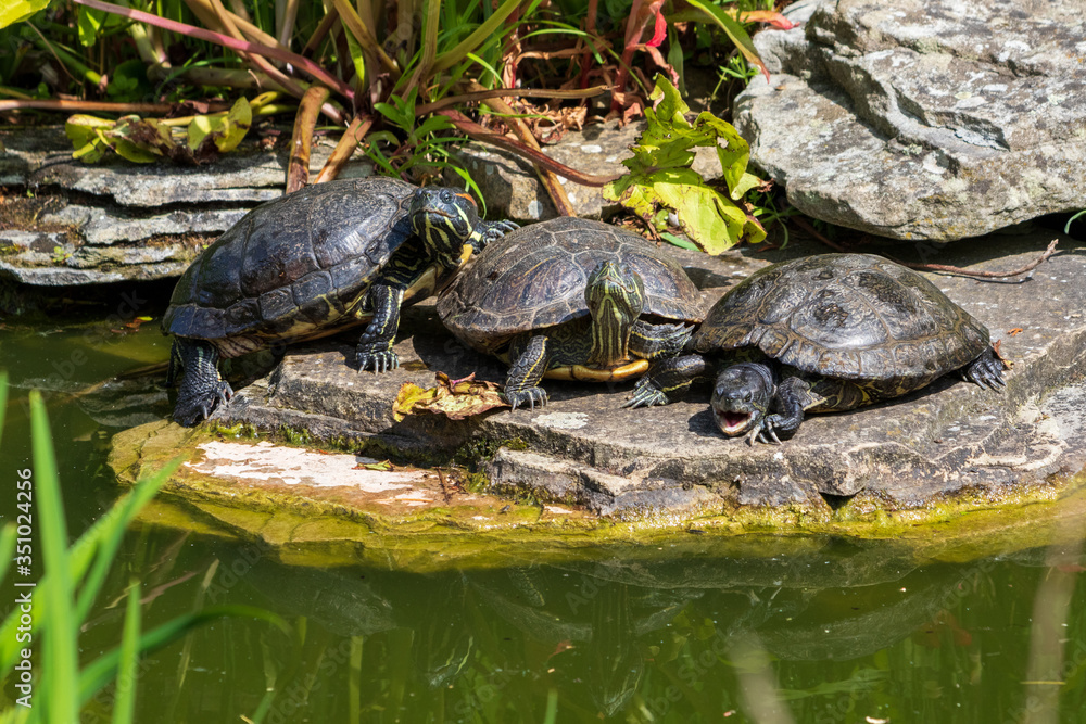 Obraz premium turtle in the pond