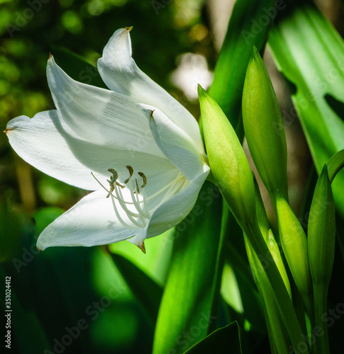 Wallpaper Mural White lily Torontodigital.ca
