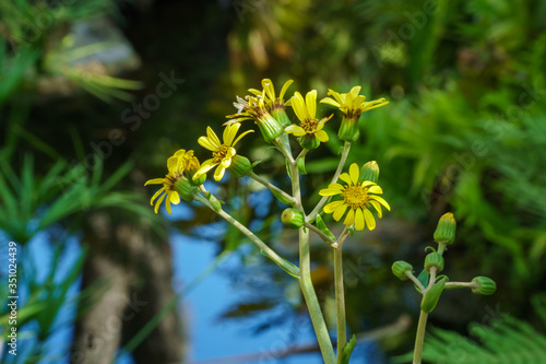 Wallpaper Mural yellow daisies Torontodigital.ca