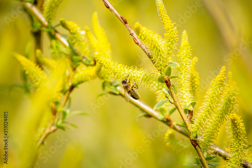 Bee gathering nectar on yellow willow catkins.