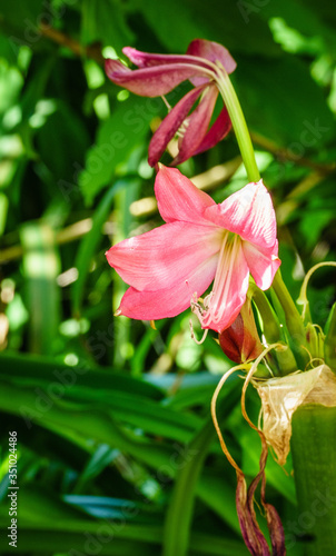 Wallpaper Mural Pink lily Torontodigital.ca