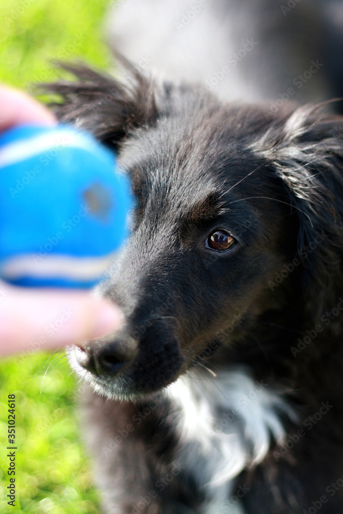 Fototapeta premium a cute dog play with a ball