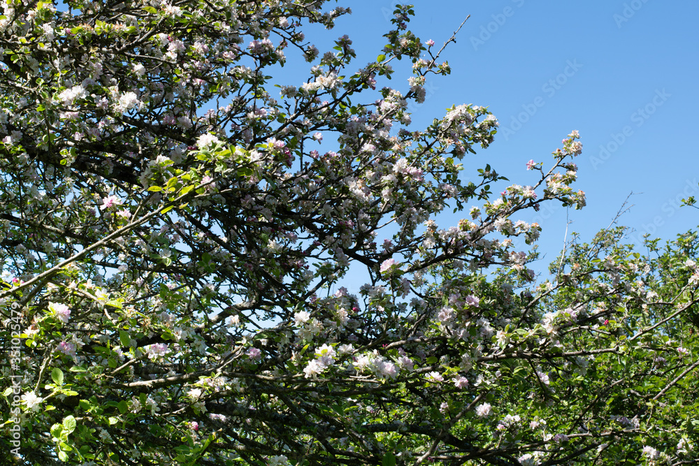Close up of a beautiful green orchard with pink apple blossom trees in Somerset.