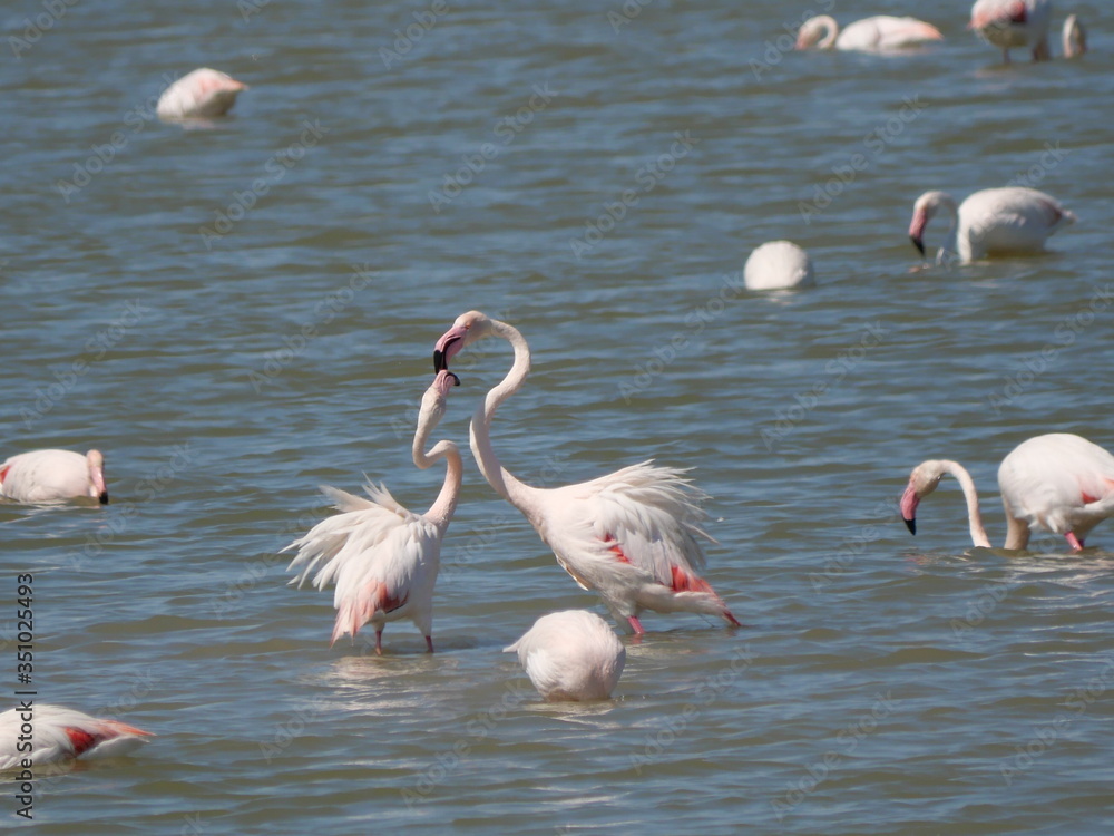 couple of Pink Flamingo fighting with their beaks in the water of the lagoon