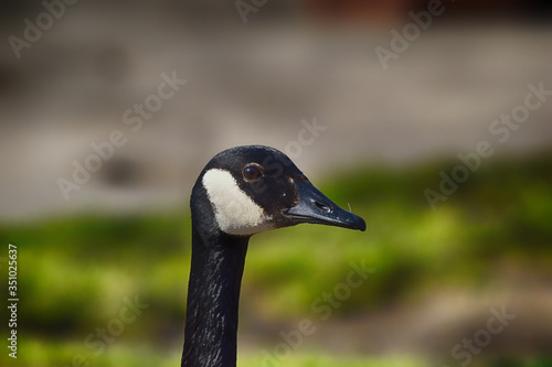 Portrait of a Canada Goose © Jason Kostansek