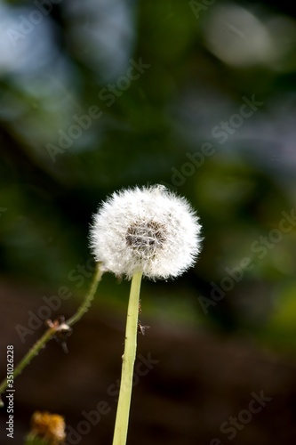 Dandelion flower background diffuse colore green