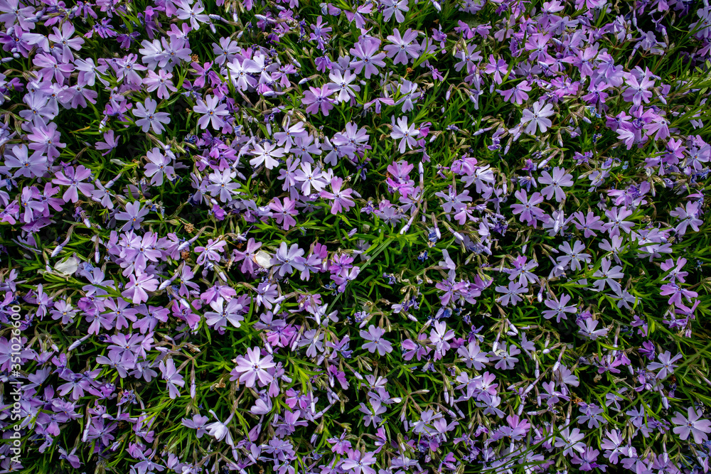 Emerald Blue Creeping Phlox - Purple flowering. Landscape design. Emerald Blue Creeping Phlox - Purple flowering. Landscape design.