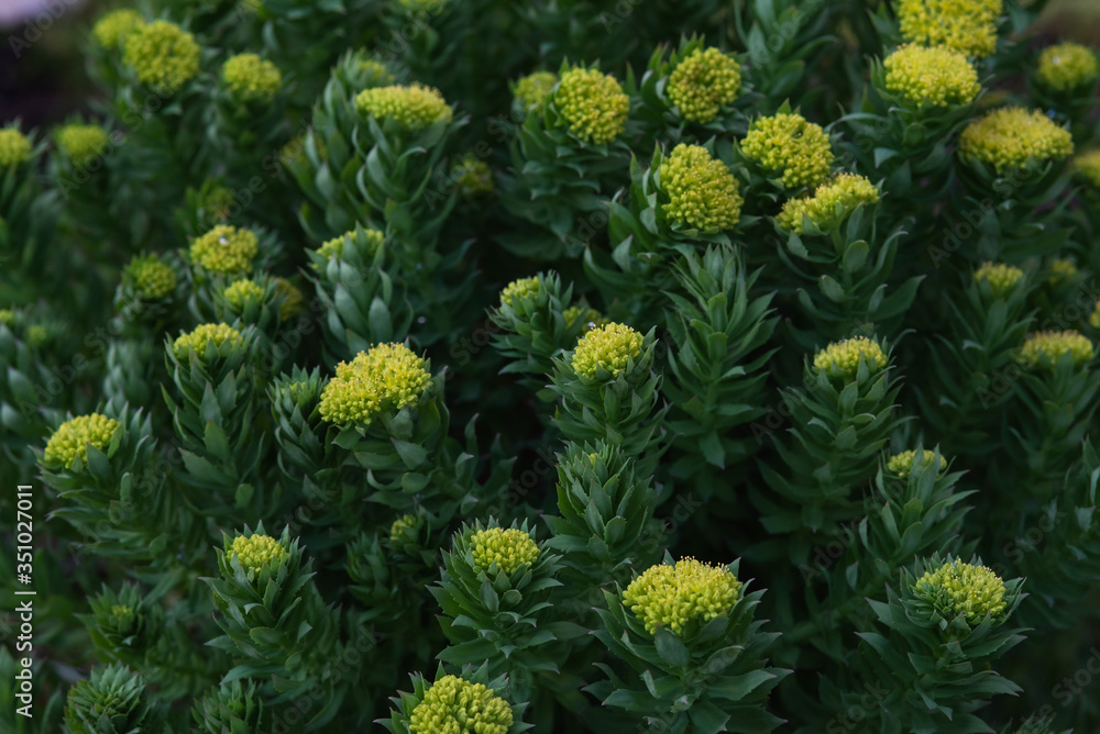 Rhodiola rosea Rhodiola rosea