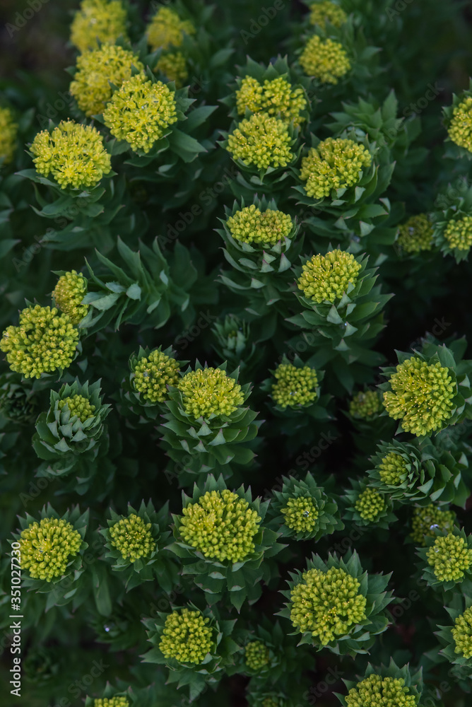 Rhodiola rosea Rhodiola rosea