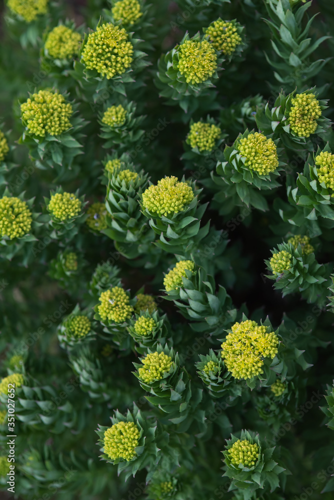 Rhodiola rosea Rhodiola rosea