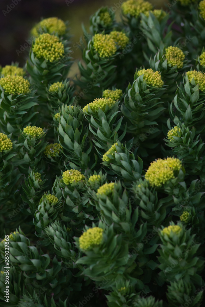 Rhodiola rosea Rhodiola rosea