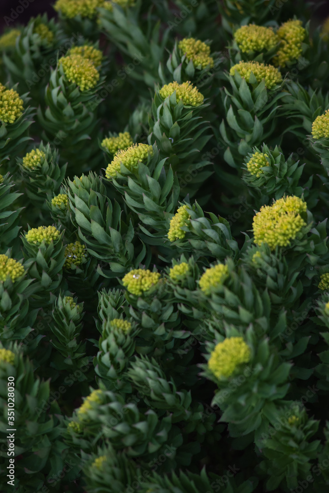 Fototapeta premium Rhodiola rosea