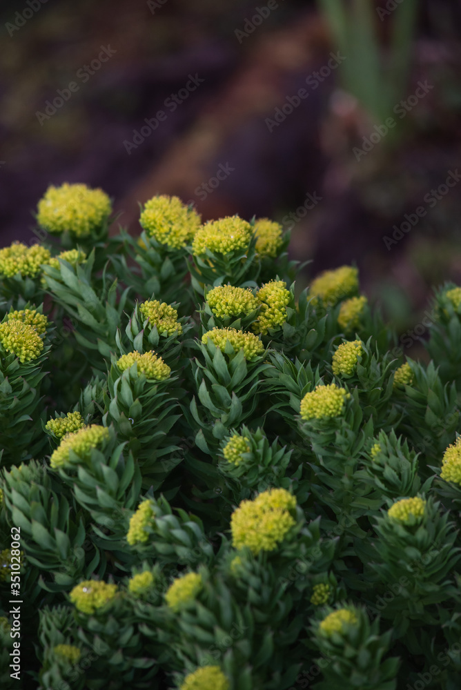 Obraz premium Rhodiola rosea