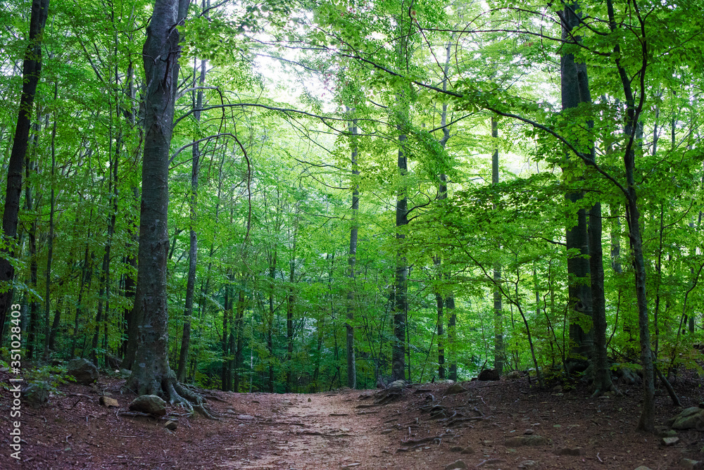 Obraz premium green forest