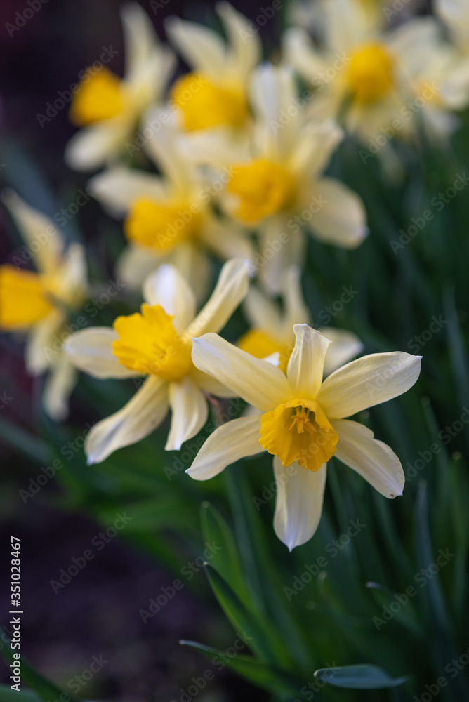 Daffodils close up.