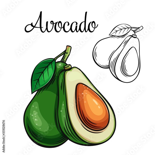 Avocado vector drawing icon