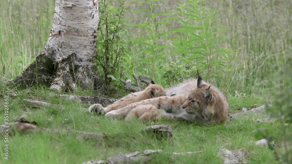 lynx animal mother with cubs siblings laying relaxed on ground lynx animal mother with cubs siblings laying relaxed on ground