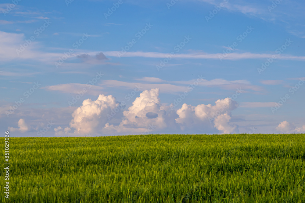 Cloudy sky over a whey field view, green farmland in UK countryside with beautiful blue sky and white clouds, background or wallpaper with copy space