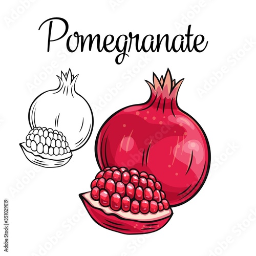 Pomegranate vector drawing icon