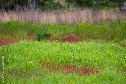 red and green grass