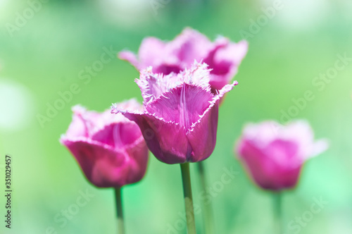 Pink Tulips on bright background.