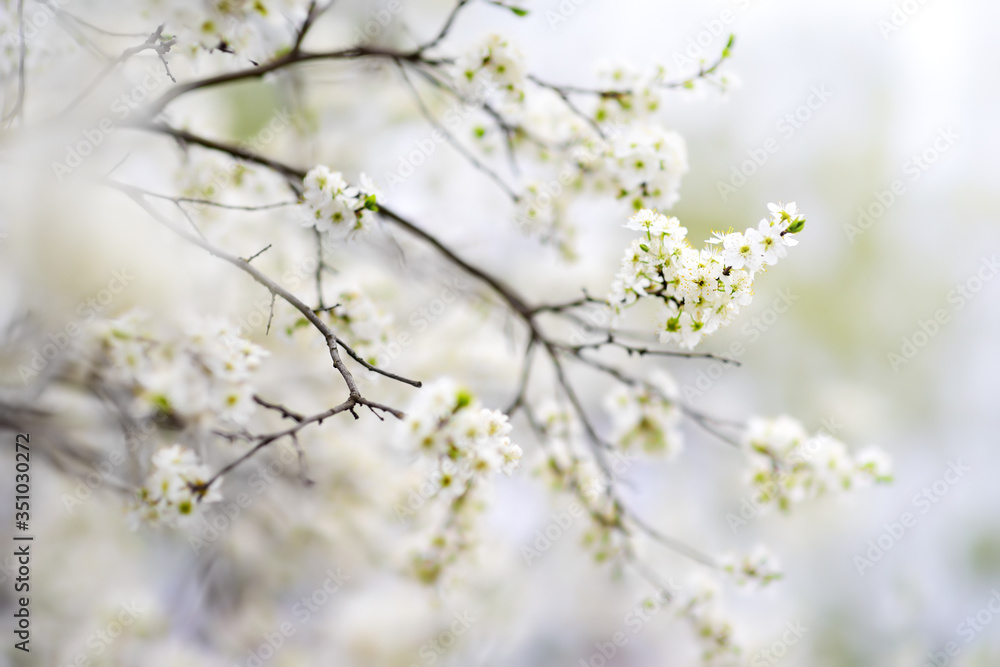 Close-up photo of blossom cherry tree in sunny garden