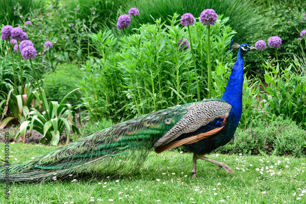 Obraz premium blue peacock on green background walking through a park