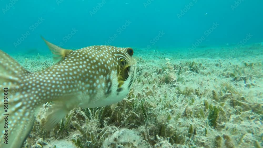 Blowfish pufferfish swimming on a weed field in the Soma Bay next to coral reefs, Hurghada, Egypt Blowfish pufferfish swimming on a weed field in the Soma Bay next to coral reefs, Hurghada, Egypt