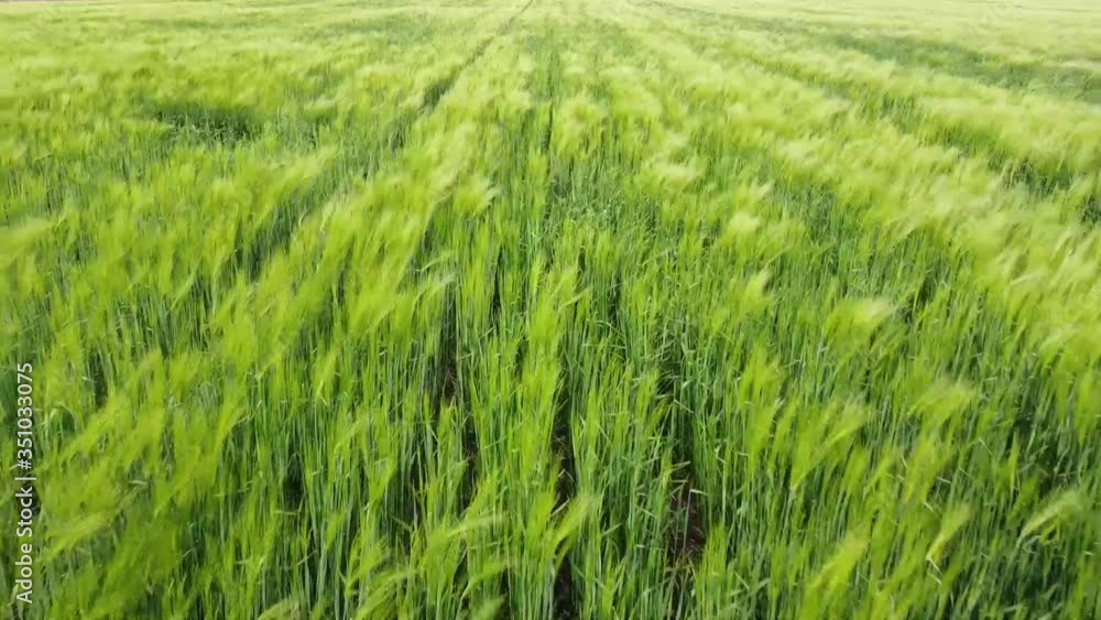 Rows of young wheat with flakes swaying in the wind on a green field Rows of young wheat with flakes swaying in the wind on a green field