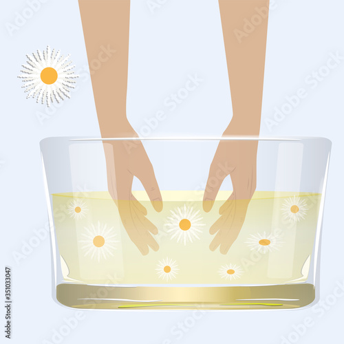 Female hands in a bath with chamomile infusion - cosmetic procedure - vector. Healing herbs.