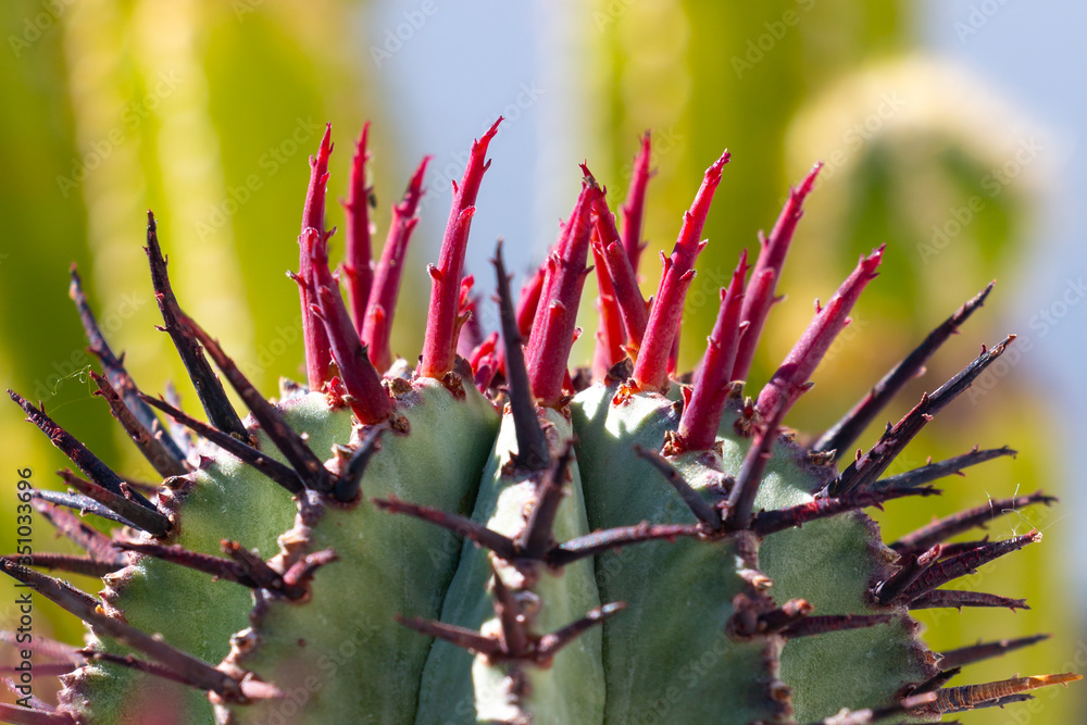 Fotografie euphorbia horrida