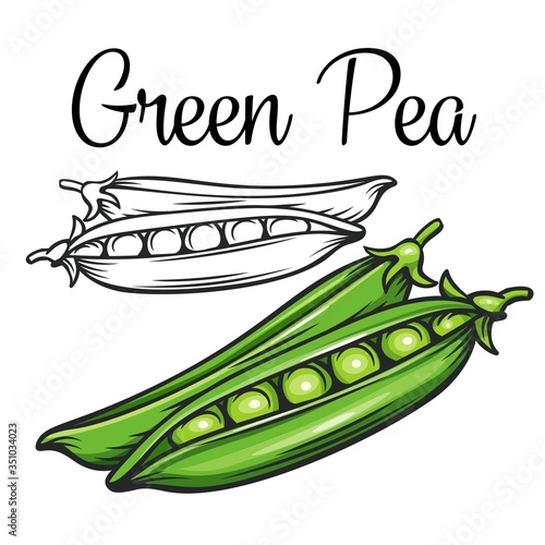 Green pea vector drawing icon